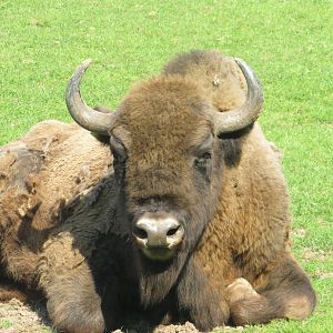 Fota Wildlife Park - Wisent close up