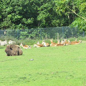 Fota Wildlife Park - Wisent and lechwe