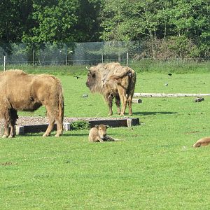 Fota Wildlife Park - Wisent calves