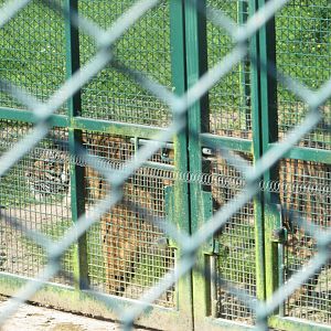 Fota Wildlife Park - Sumatran tiger