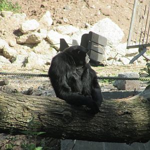 Fota Wildlife Park - Siamang