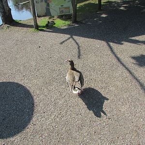 Fota Wildlife Park - Pink-footed goose