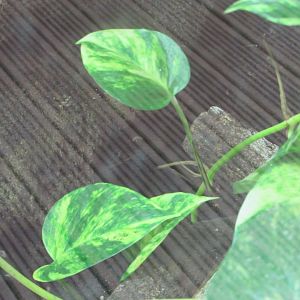 Fota Wildlife Park - Mountain chicken frog