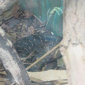 Fota Wildlife Park - Jamaican boa