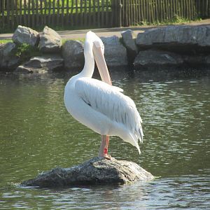 Fota Wildlife Park - Great white pelican
