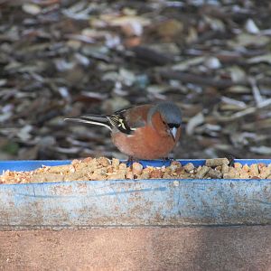 Wild Eurasian chaffinch
