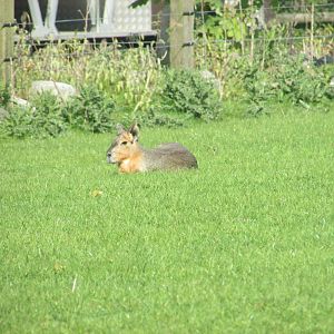 Fota Wildlife Park - Free-roaming Patagonian cavy