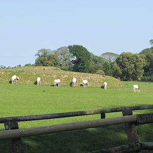 Fota Wildlife Park - Scimitar-horned oryx