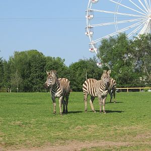 Fota Wildlife Park - Grant's zebras