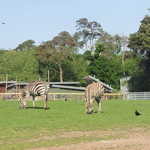 Fota Wildlife Park - More Grant's zebras