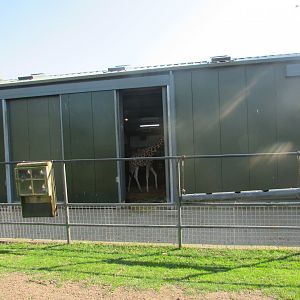Fota Wildlife Park - Rothschild's giraffe in its barn