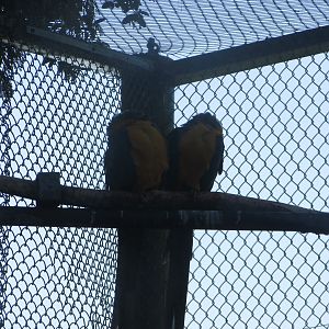 Fota Wildlife Park - Blue-throated macaws