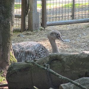 Fota Wildlife Park - Darwin's rhea
