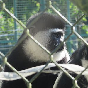 Fota Wildlife Park - Colobus monkey