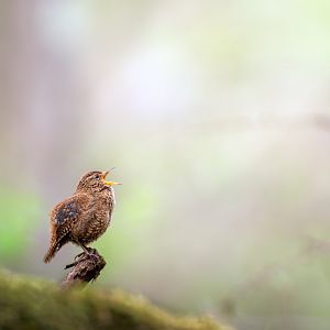 Eurasian Wren - Karuizawa Wild Bird Sanctuary