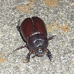 Smooth Ox Beetle (Strategus antaeus)