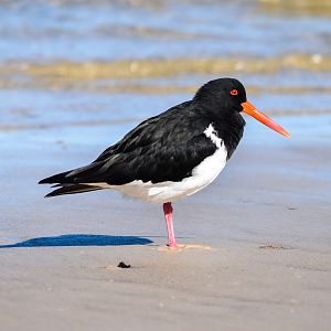 Pied Oystercatcher