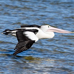 Australian Pelican