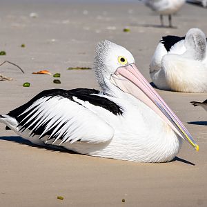Australian Pelican