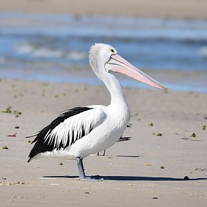 Australian Pelican