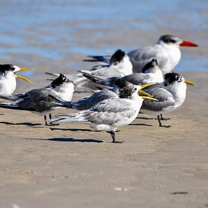 Great Crested Terns and Caspian Tern