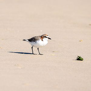 Red-capped Plover