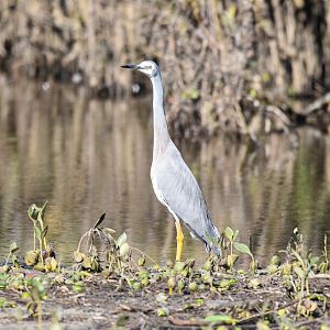 White-faced Heron