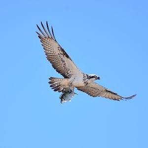 Eastern Osprey with Dusky Rabbitfish
