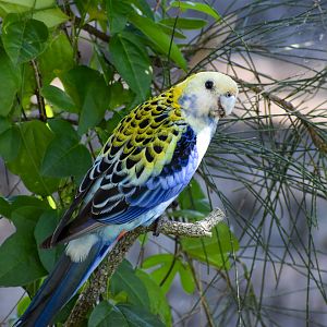 Pale-headed Rosella