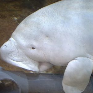 Dugong,  Sea World Abu Dhubi
