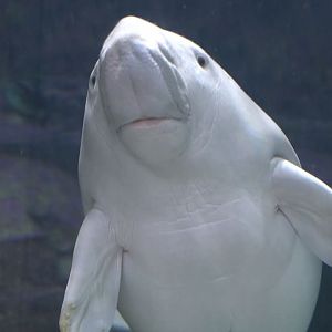 Dugong,  Sea World Abu Dhubi