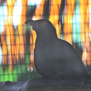 Malayan koel (Eudynamys scolopaceus malayanus)