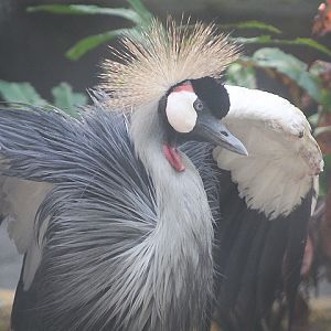 Southern grey crowned crane (Balearica regulorum regulorum)