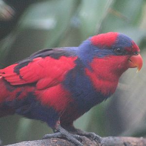 Talaud red-and-blue lory (Eos histrio talautensis)