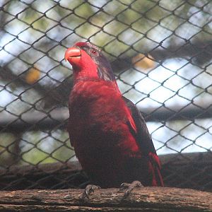 Black-winged lory (Eos cyanogenia)