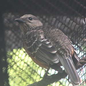 Fawn-breasted bowerbird (Chlamydera cerviniventris)
