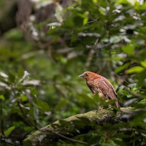 Japanese Night Heron ~ Kanagawa
