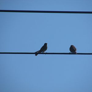 Dunnock and Eurasian robin