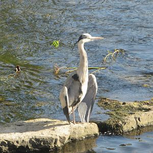 Grey heron
