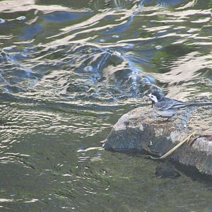 Pied wagtail