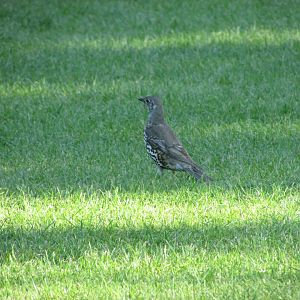 Mistle thrush