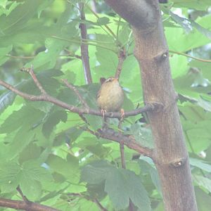 House wren
