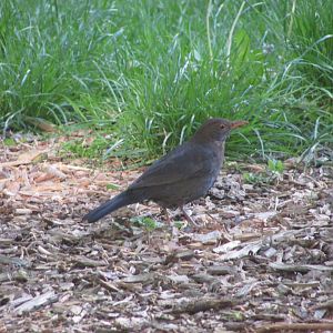 European blackbird