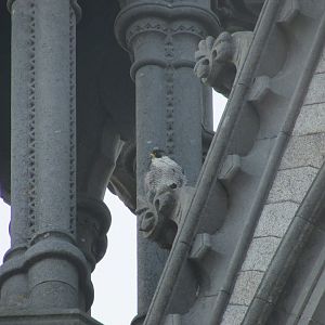 Peregrine falcon