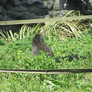 Dublin Zoo - Sulawesi crested macaque