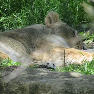 Dublin zoo - Sleeping Asiatic lioness