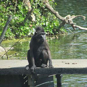 Dublin Zoo - Sulawesi crested macaque