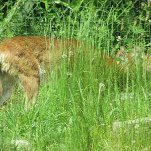 Dublin Zoo - Chinese dhole!!!