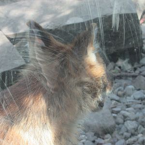 Dublin Zoo - Chinese dhole!!!