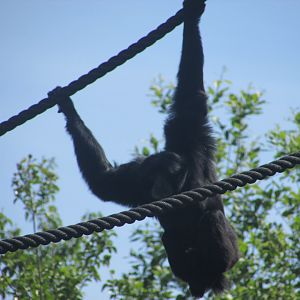 Dublin Zoo - Siamang